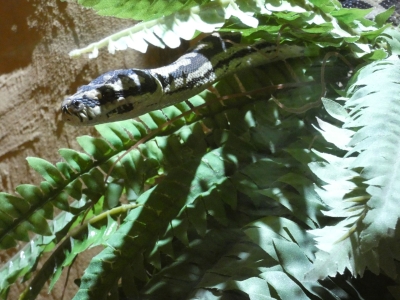 Ruitpython - De Zonnegloed - Dierenpark - Dieren opvangcentrum - Sanctuary